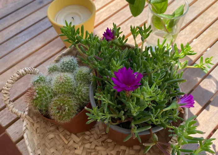 A Clube Da Rocha Bloco 1 * 포티마오